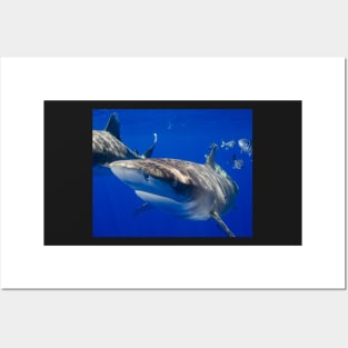 Close Encounter With An Oceanic White Tip Shark Posters and Art